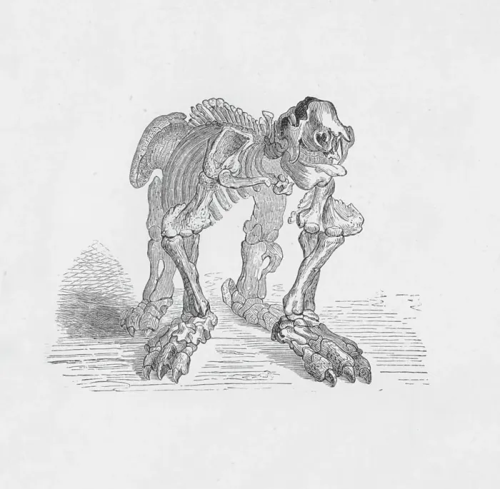 Framed Print : Skeleton of the Megatherium, c1885, (1890). Artist: Robert Taylor Pritchett Framed Print : Skeleton of the Megatherium, c1885, (1890). Artist: Robert Taylor Pritchett