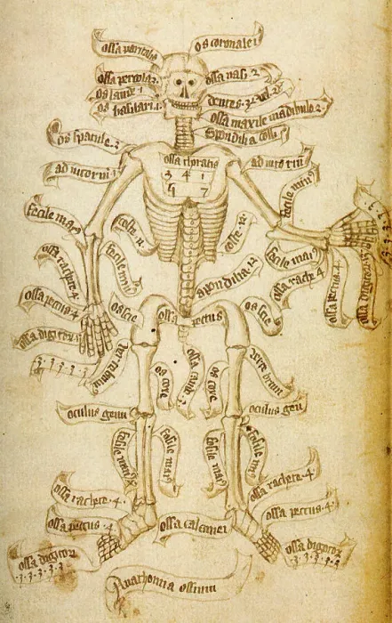 Framed Print : The skeleton and the names of the bones, 15th century. Creator: Anonymous Framed Print : The skeleton and the names of the bones, 15th century. Creator: Anonymous