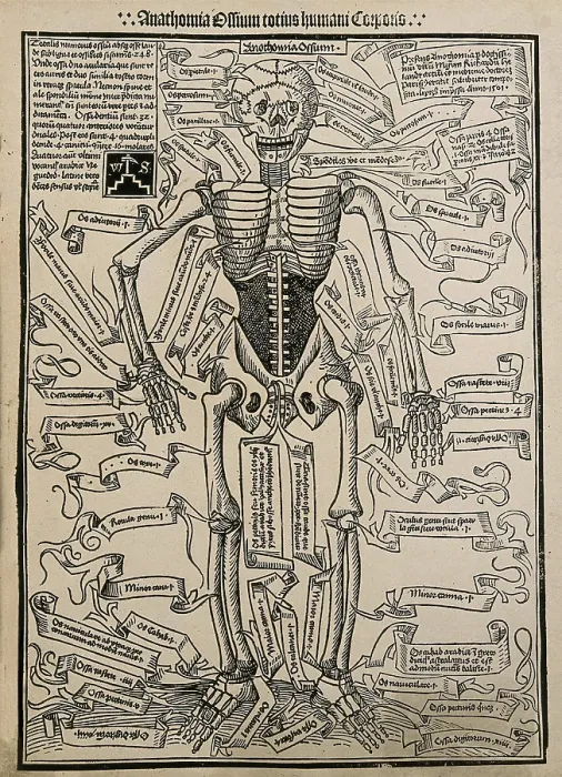 Framed Print : A skeleton, seen from the front, with labels giving the latin names of the bones, 1501 (20th cent). Creator: Unknown Framed Print : A skeleton, seen from the front, with labels giving the latin names of the bones, 1501 (20th cent). Creator: Unknown