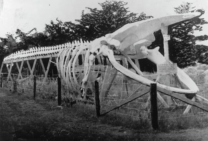 Framed Print : Skeleton of a whale, between c1900 and c1930. Creator: Unknown Framed Print : Skeleton of a whale, between c1900 and c1930. Creator: Unknown