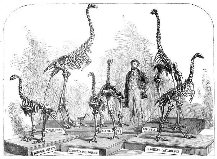 Framed Print : Skeletons of the Dinornis in the Canterbury Museum, New Zealand, 1868. Creator: Unknown Framed Print : Skeletons of the Dinornis in the Canterbury Museum, New Zealand, 1868. Creator: Unknown
