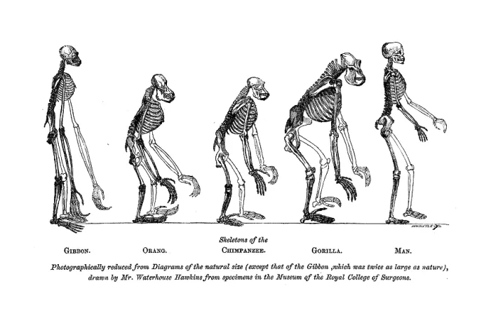 Framed Print : Skeletons of the Gibbon, Orang, Chimpanzee, Gorilla, Man, 1863. Creator: Unknown