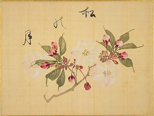 From the Sketch Book of Sakura (Cherry Blossoms), Between 1830 and 1853. Creator: Sakamoto, Konen (1800-1853)