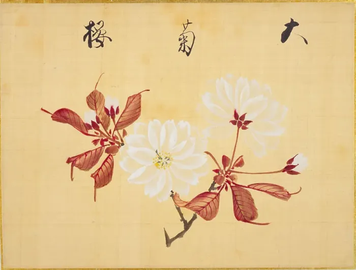 Framed Print : From the Sketch Book of Sakura (Cherry Blossoms), Between 1830 and 1853. Creator: Sakamoto, Konen (1800-1853) Framed Print : From the Sketch Book of Sakura (Cherry Blossoms), Between 1830 and 1853. Creator: Sakamoto, Konen (1800-1853)