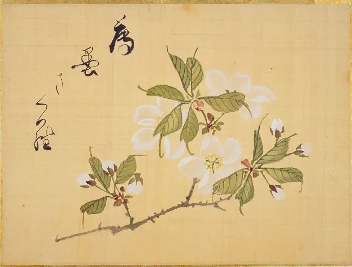 Framed Print : From the Sketch Book of Sakura (Cherry Blossoms), Between 1830 and 1853. Creator: Sakamoto, Konen (1800-1853) Framed Print : From the Sketch Book of Sakura (Cherry Blossoms), Between 1830 and 1853. Creator: Sakamoto, Konen (1800-1853)
