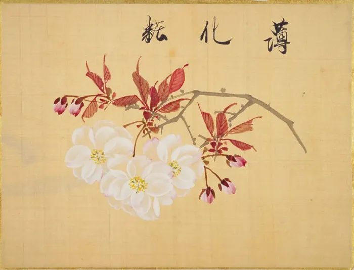 Framed Print : From the Sketch Book of Sakura (Cherry Blossoms), Between 1830 and 1853. Creator: Sakamoto, Konen (1800-1853) Framed Print : From the Sketch Book of Sakura (Cherry Blossoms), Between 1830 and 1853. Creator: Sakamoto, Konen (1800-1853)