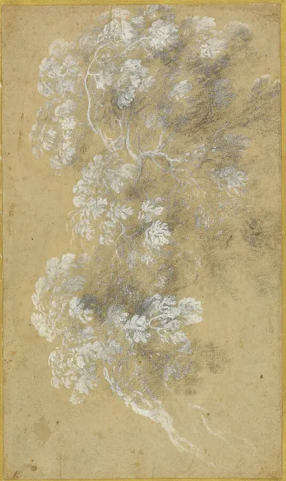 Framed Print : Sketch of Foliage and Branches, c. 1645-50. Creator: Angeluccio Framed Print : Sketch of Foliage and Branches, c. 1645-50. Creator: Angeluccio