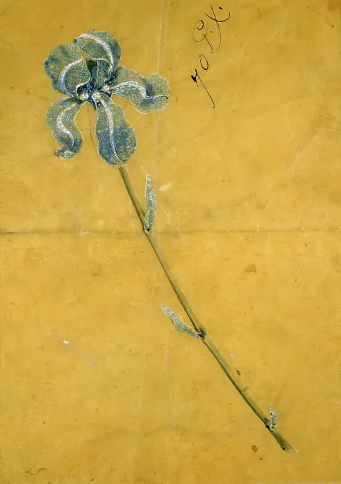Framed Print : Sketch for the Tiffany Iris Corsage Ornament, c1900. Creator: George Paulding Farnham Framed Print : Sketch for the Tiffany Iris Corsage Ornament, c1900. Creator: George Paulding Farnham
