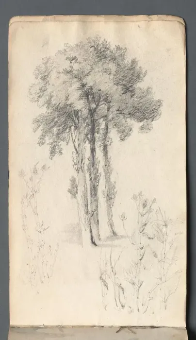Framed Print : Sketchbook: Tree Study, 1814. Creator: Samuel Prout (British, 1783-1852) Framed Print : Sketchbook: Tree Study, 1814. Creator: Samuel Prout (British, 1783-1852)
