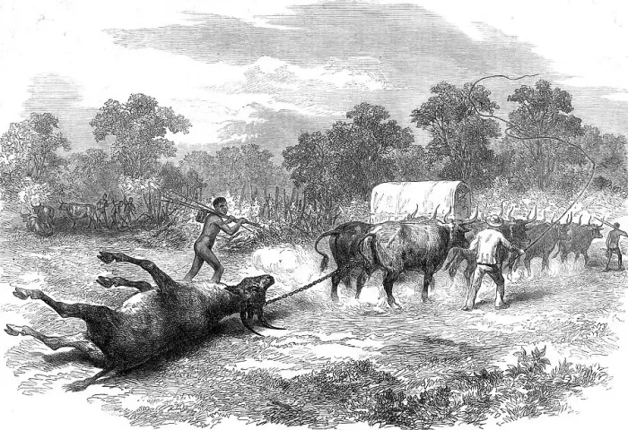 Framed Print : Sketches in Africa: bringing home the eland, 1872. Creator: Unknown Framed Print : Sketches in Africa: bringing home the eland, 1872. Creator: Unknown