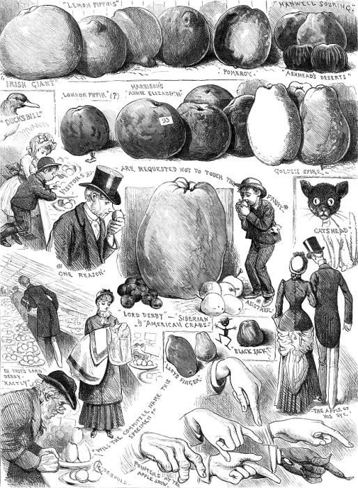 Framed Print : Sketches at the Apple Congress at Chiswick, 1883. Creator: Unknown Framed Print : Sketches at the Apple Congress at Chiswick, 1883. Creator: Unknown