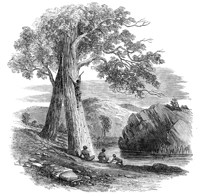 Framed Print : Sketches in Australia - Mode of Climbing a Tree, 1857. Creator: Unknown Framed Print : Sketches in Australia - Mode of Climbing a Tree, 1857. Creator: Unknown