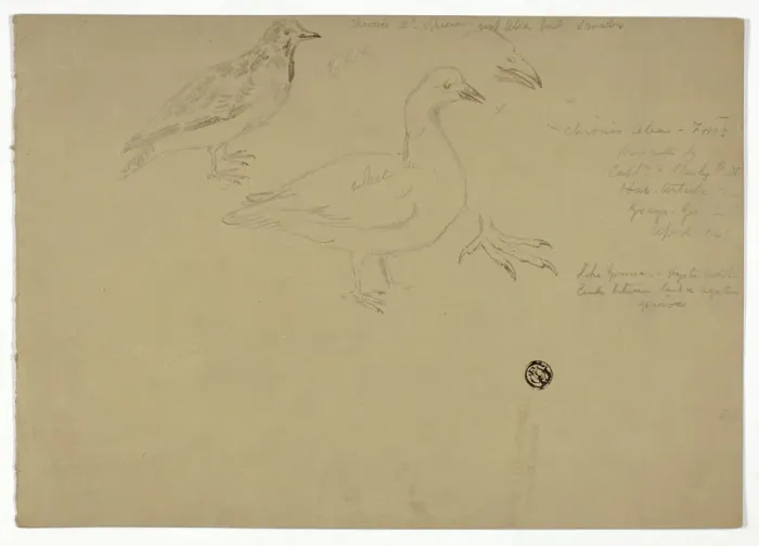 Framed Print : Sketches of Birds, c. 1888. Creator: Henry Stacy Marks Framed Print : Sketches of Birds, c. 1888. Creator: Henry Stacy Marks