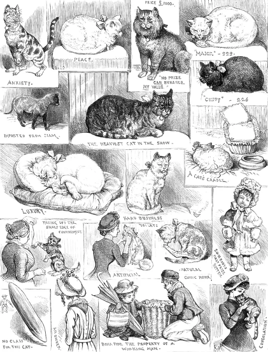 Framed Print : Sketches of the Cat Show at the Crystal Palace, 1883. Creator: Unknown Framed Print : Sketches of the Cat Show at the Crystal Palace, 1883. Creator: Unknown