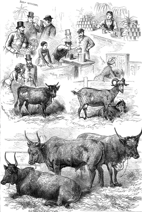 Framed Print : Sketches at the Dairy Show, 1881. Creator: Unknown Framed Print : Sketches at the Dairy Show, 1881. Creator: Unknown