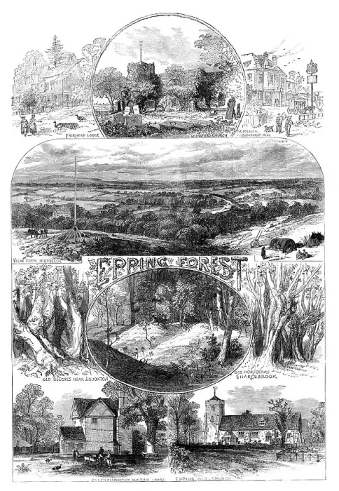 Framed Print : Sketches in Epping Forest, 1871. Creator: Unknown