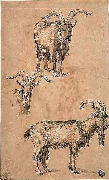 Three Sketches of a Goat (recto) Drapery of Standing Female Figure (verso), c.1610. Creator: Abraham Bloemaert