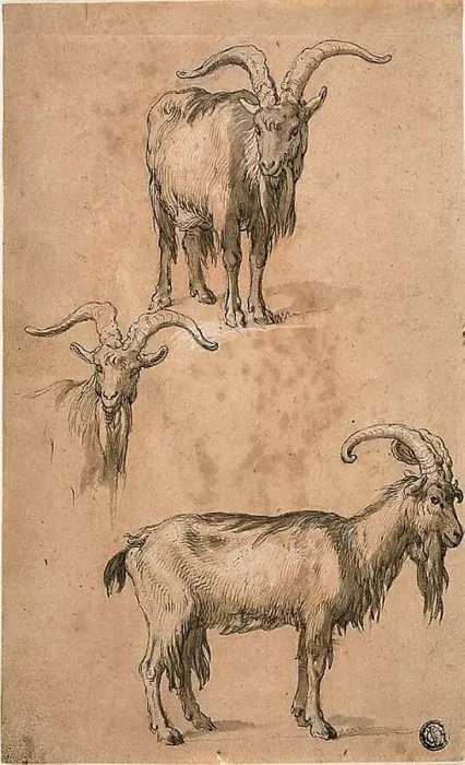 Framed Print : Three Sketches of a Goat (recto) Drapery of Standing Female Figure (verso), c.1610. Creator: Abraham Bloemaert Framed Print : Three Sketches of a Goat (recto) Drapery of Standing Female Figure (verso), c.1610. Creator: Abraham Bloemaert