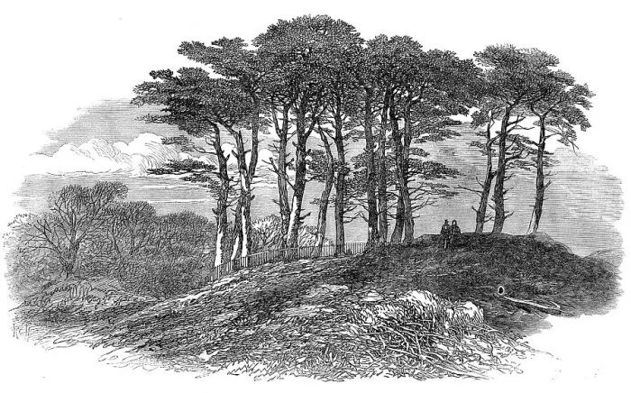 Framed Print : Sketches on Hampstead Heath: firs near North End, 1871. Creator: Unknown Framed Print : Sketches on Hampstead Heath: firs near North End, 1871. Creator: Unknown
