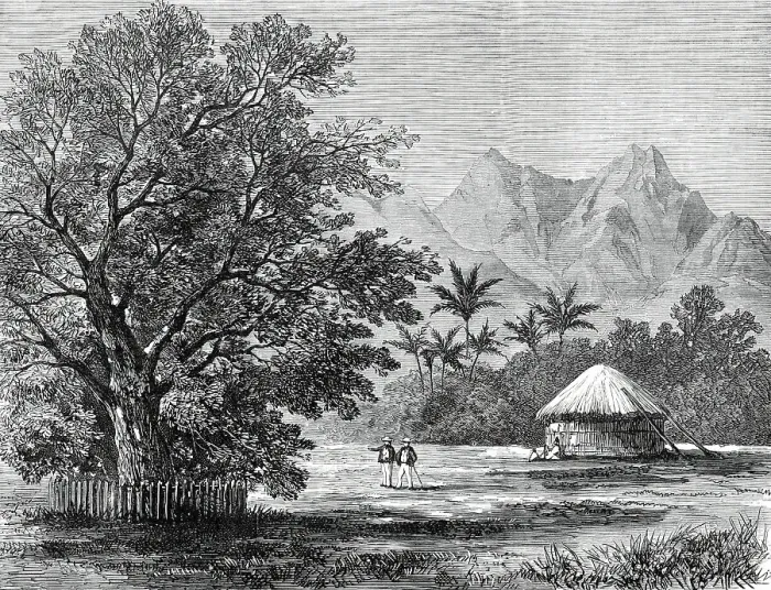 Framed Print : Sketches from H.M.S. Challenger, by Mr. J. J. Wild: Tamarind Tree...1876. Creator: Unknown Framed Print : Sketches from H.M.S. Challenger, by Mr. J. J. Wild: Tamarind Tree...1876. Creator: Unknown