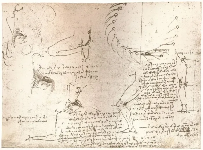 Framed Print : Sketches illustrating the theory of the proportions of the human figure, c1472-c1519 (1883). Artist: Leonardo da Vinci Framed Print : Sketches illustrating the theory of the proportions of the human figure, c1472-c1519 (1883). Artist: Leonardo da Vinci