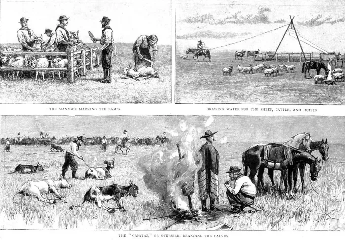 Framed Print : Sketches of Life on an Estancia in the Argentine Republic; work on the Pampas, 1891. Creator: Unknown Framed Print : Sketches of Life on an Estancia in the Argentine Republic; work on the Pampas, 1891. Creator: Unknown