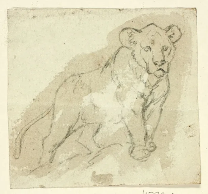Framed Print : Five Sketches of Lions: Standing Cub, n. d. Creator: Henry Stacy Marks Framed Print : Five Sketches of Lions: Standing Cub, n. d. Creator: Henry Stacy Marks