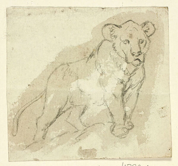 Five Sketches of Lions: Standing Cub, n. d. Creator: Henry Stacy Marks