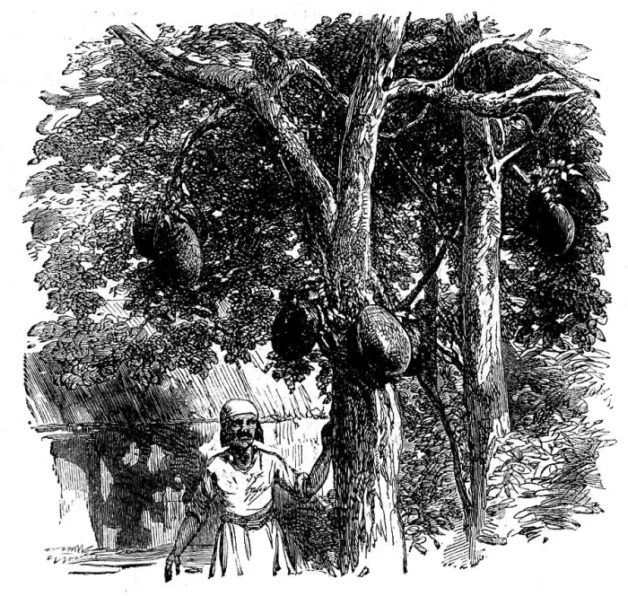 Framed Print : Sketches from Madagascar - Bread-fruit - the Artocarpus integrifolia, or Jack-tree, 1858. Creator: Unknown Framed Print : Sketches from Madagascar - Bread-fruit - the Artocarpus integrifolia, or Jack-tree, 1858. Creator: Unknown