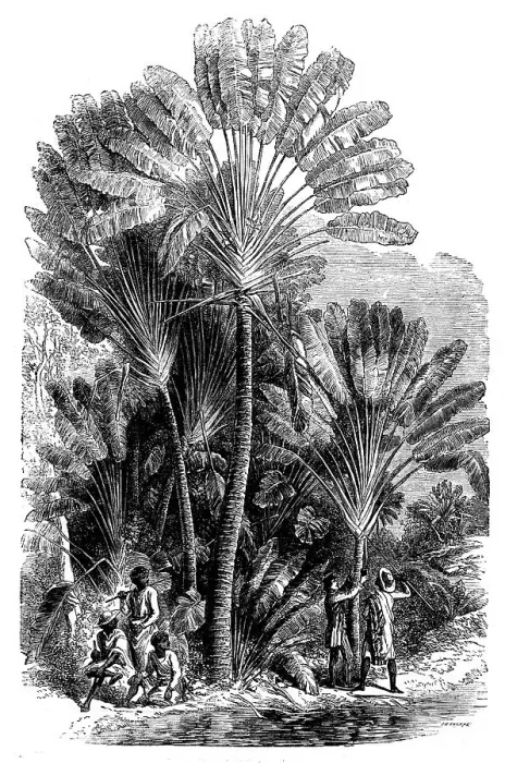 Framed Print : Sketches from Madagascar - the Traveller's-tree (Urania speciosa), 1858. Creator: Josiah Wood Whymper Framed Print : Sketches from Madagascar - the Traveller's-tree (Urania speciosa), 1858. Creator: Josiah Wood Whymper