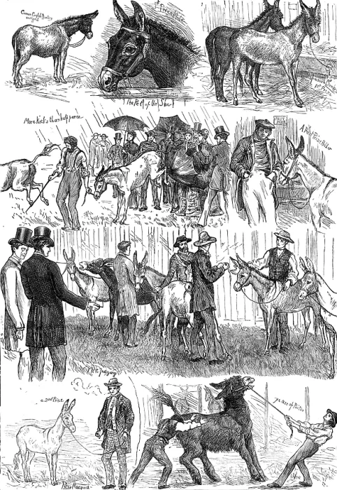 Framed Print : Sketches at the Mule and Donkey Show at the Crystal Palace, 1874. Creator: Unknown Framed Print : Sketches at the Mule and Donkey Show at the Crystal Palace, 1874. Creator: Unknown