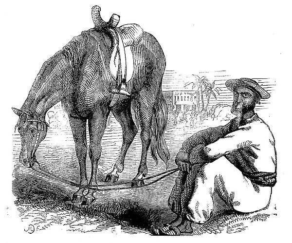 Sketches of Native Life in India - a Calcutta Syce, 1858. Creator: Unknown