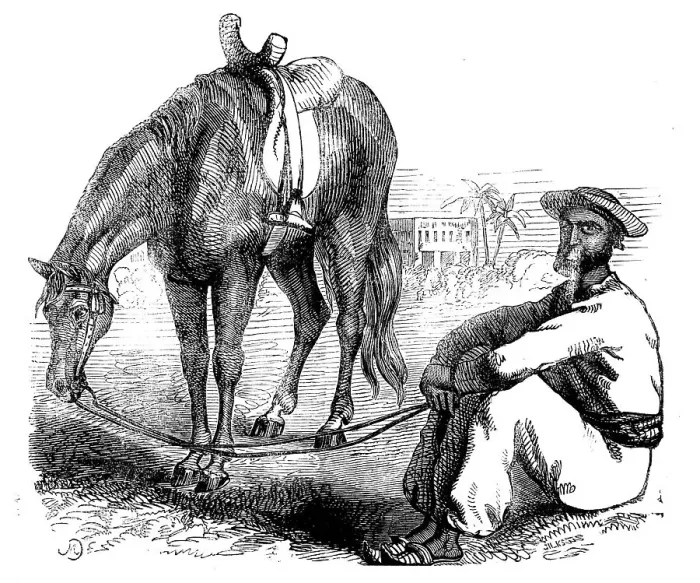 Framed Print : Sketches of Native Life in India - a Calcutta Syce, 1858. Creator: Unknown Framed Print : Sketches of Native Life in India - a Calcutta Syce, 1858. Creator: Unknown