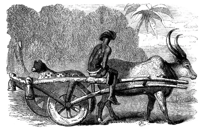 Framed Print : Sketches of Native Life in India - Hunting Leopard, Bengal, 1858. Creator: Unknown Framed Print : Sketches of Native Life in India - Hunting Leopard, Bengal, 1858. Creator: Unknown