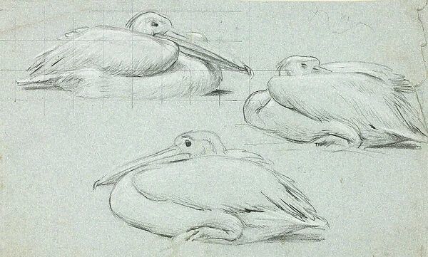 Three Sketches of Pelicans, n. d. Creator: Henry Stacy Marks