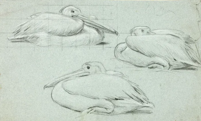 Framed Print : Three Sketches of Pelicans, n. d. Creator: Henry Stacy Marks Framed Print : Three Sketches of Pelicans, n. d. Creator: Henry Stacy Marks