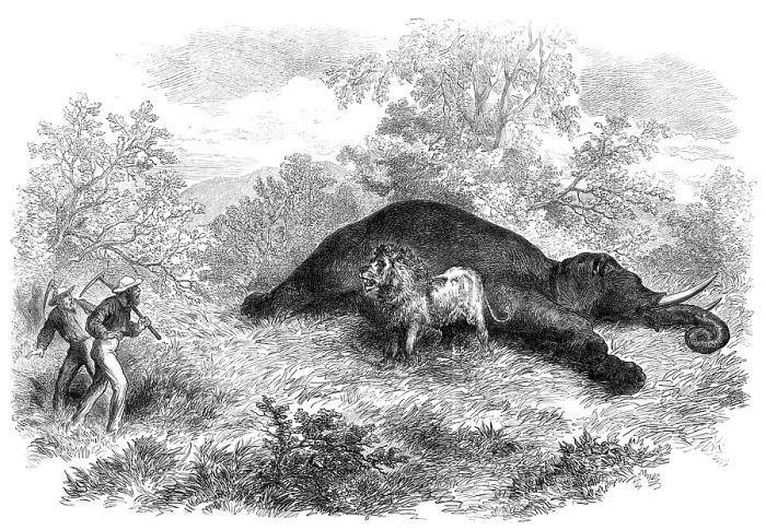 Framed Print : Sketches of South African travel: the lion and dead elephant, 1874. Creator: Unknown Framed Print : Sketches of South African travel: the lion and dead elephant, 1874. Creator: Unknown