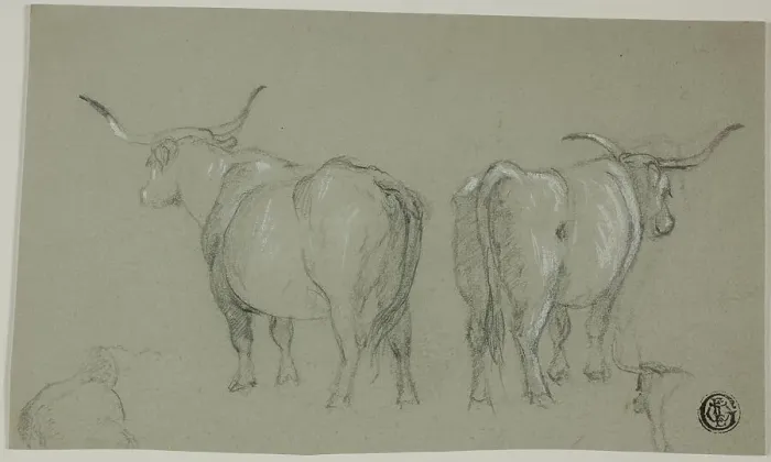 Framed Print : Sketches of White Cattle from the Maremma, n.d. Creator: Unknown Framed Print : Sketches of White Cattle from the Maremma, n.d. Creator: Unknown