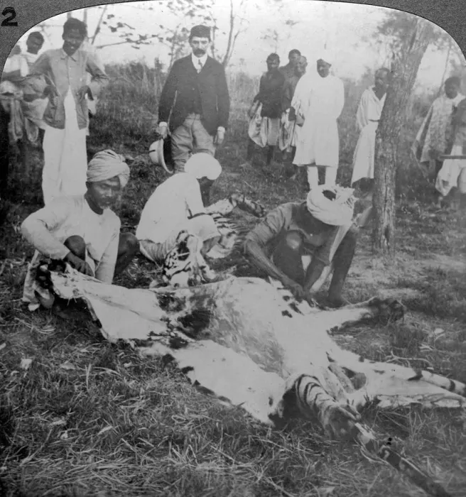 Framed Print : Skinning a dead tiger, shoot of the Maharajah of Cooch Behar, India, c1900s(?). Artist: Underwood & Underwood Framed Print : Skinning a dead tiger, shoot of the Maharajah of Cooch Behar, India, c1900s(?). Artist: Underwood & Underwood