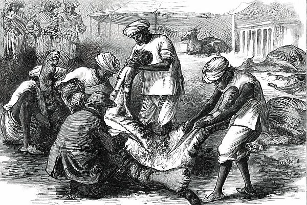 Skinning a Tiger, from a sketch by one of our special artists in India, 1876. Creator: Unknown