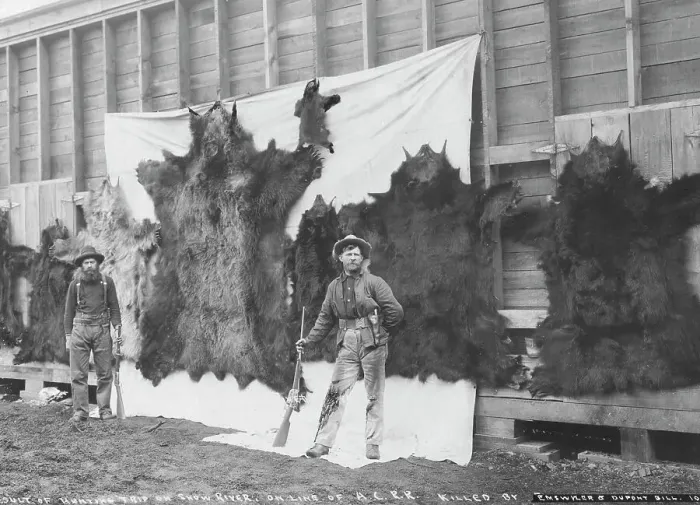 Framed Print : Skins of animals killed on Show River [i.e. Snow River] on line of A.C.R.R. 1906. Creator: Unknown