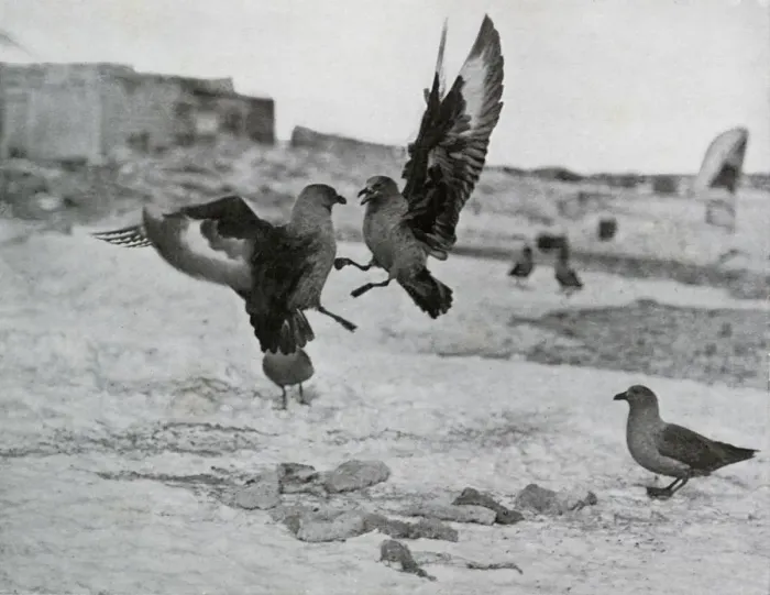 Framed Print : Skua Gulls Fighting Over Some Blubber, 1911, (1913). Artist: G Murray Levick Framed Print : Skua Gulls Fighting Over Some Blubber, 1911, (1913). Artist: G Murray Levick
