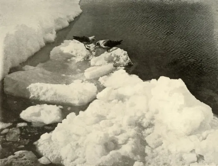Framed Print : Skua Gulls at the Ice-Edge, c1908, (1909) Framed Print : Skua Gulls at the Ice-Edge, c1908, (1909)