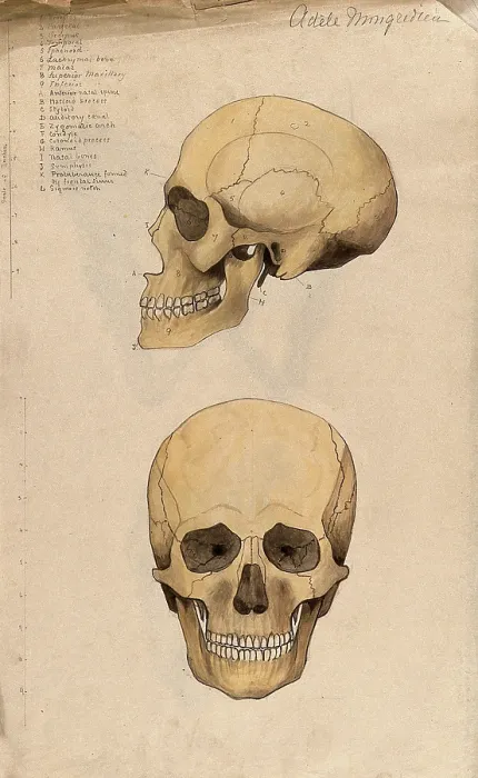 Framed Print : Skull: two figures, showing side and front views, 1880. Creator: Adele Mongredien Framed Print : Skull: two figures, showing side and front views, 1880. Creator: Adele Mongredien
