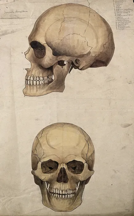 Framed Print : Skull: two figures, showing side and front views, 1880. Creator: Jeannette Mongredien Framed Print : Skull: two figures, showing side and front views, 1880. Creator: Jeannette Mongredien