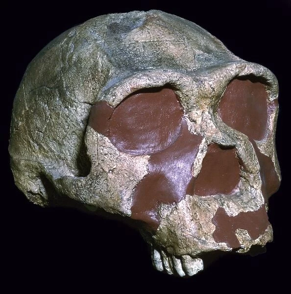 Skull of Homo Erectus