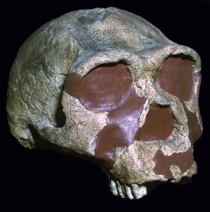 Framed Print : Skull of Homo Erectus Framed Print : Skull of Homo Erectus