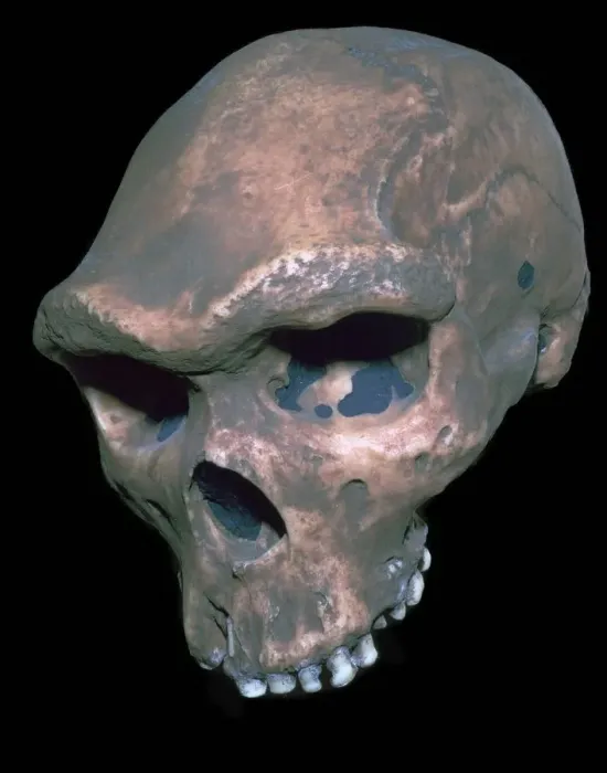 Framed Print : Skull of Homo Sapiens Framed Print : Skull of Homo Sapiens