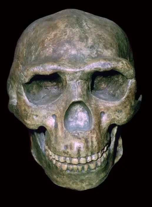 Framed Print : Skull of Peking man (reconstruction) Framed Print : Skull of Peking man (reconstruction)