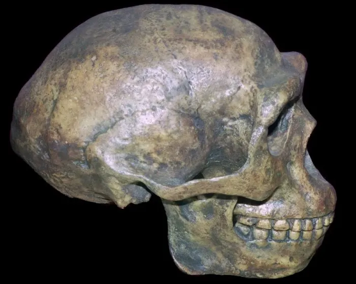 Framed Print : Skull of Peking man (reconstruction)